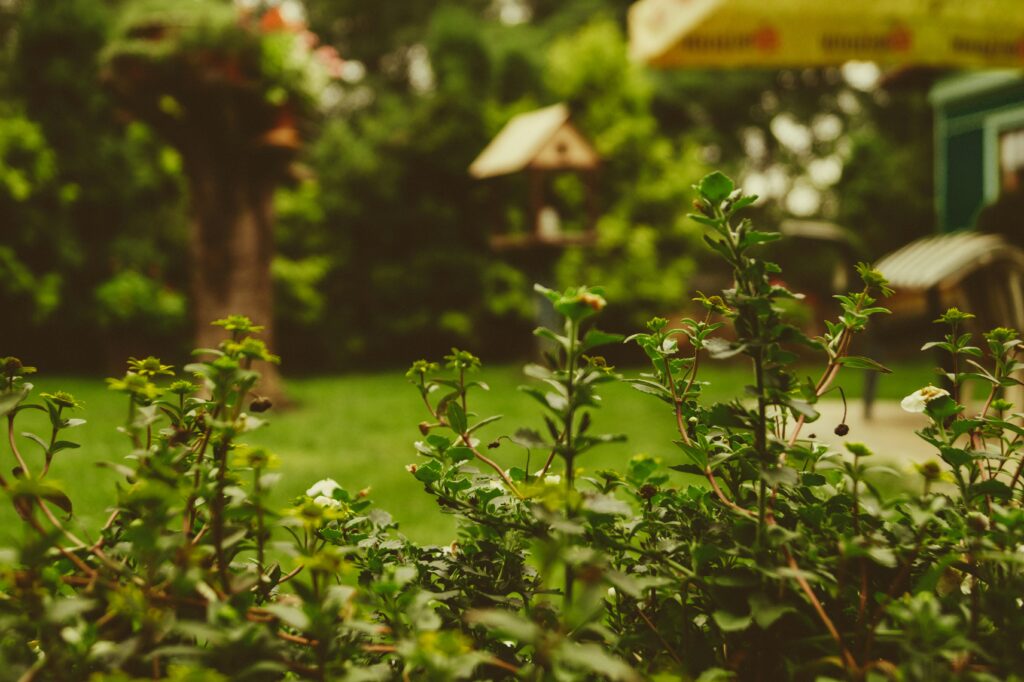 Garden plants
